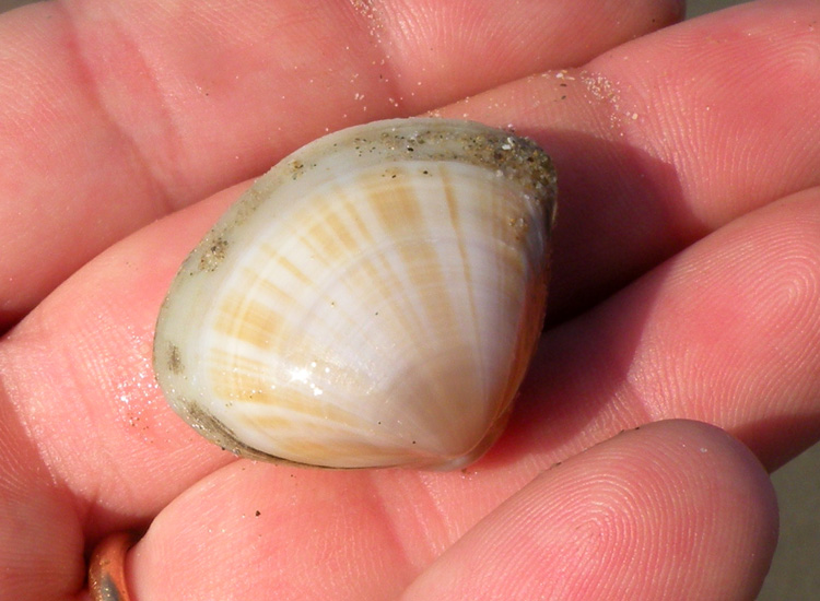 Molluschi delle spiagge adriatiche: Mactra stultorum